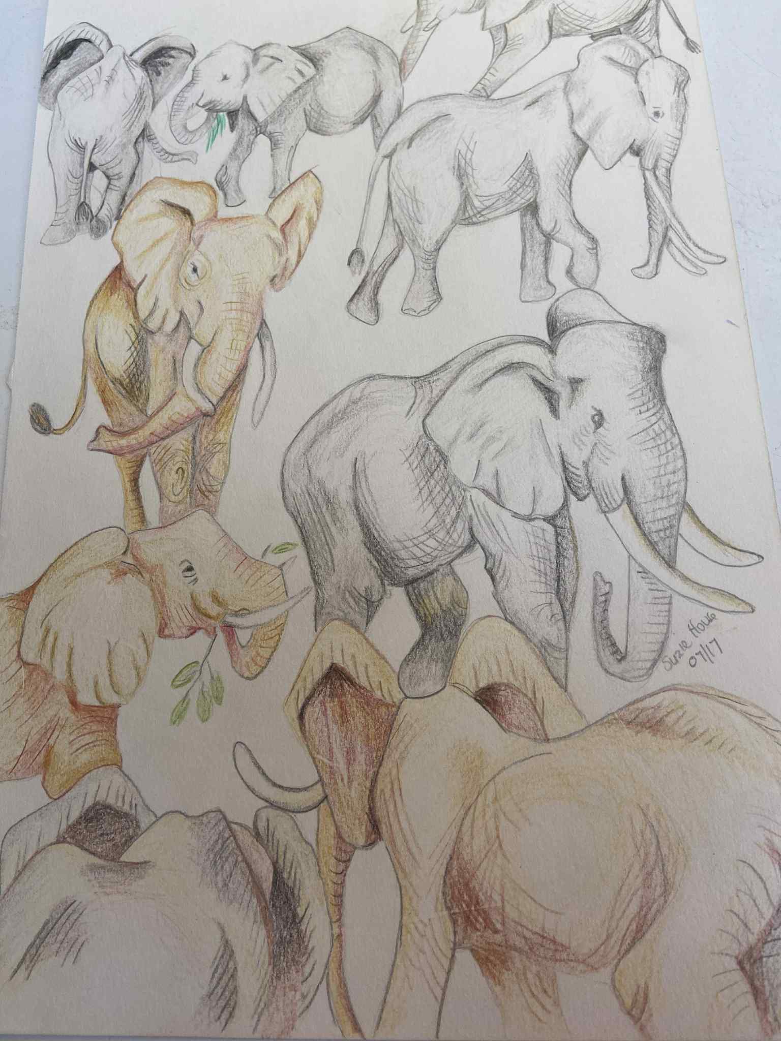 Elephants have the right of way